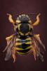 Trachusa interrupta